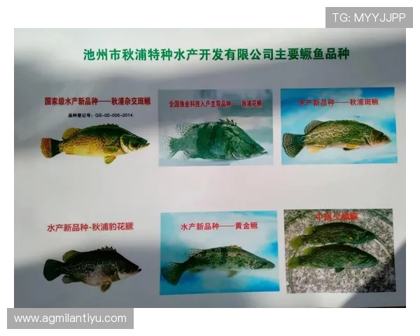 博鱼app官网下载指南，详细步骤帮助新手轻松获取官方正版应用